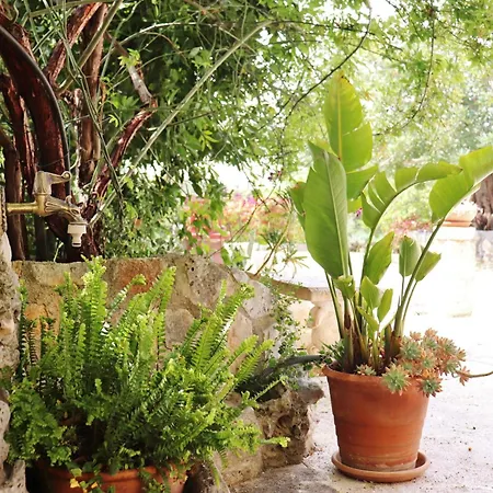 Trulli And Nature * Antonelli